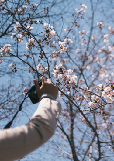 桜の写真を撮っている画像